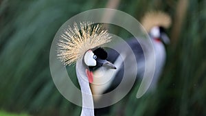 Unique african crowned crane in a lake, high definition photo of this wonderful avian in south america.