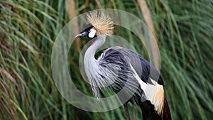 Unique african crowned crane in a lake, high definition photo of this wonderful avian in south america.