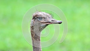 Unique african ostrich, high definition photo of this wonderful avian in south Africa.