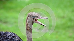 Unique african ostrich, high definition photo of this wonderful avian in south Africa.