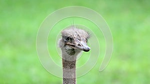 Unique african ostrich, high definition photo of this wonderful avian in south Africa.