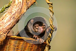 Unique Animal, Bear Cuscus Ailurops. Marsupial from Sulawesi Island Indonesia