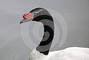 Unique back-necked swan in a lake, high definition photo of this wonderful avian in south america.