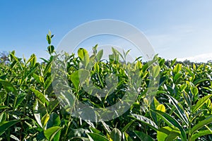 Unique background with fresh green tea leaves, tea hill. tea production part 12