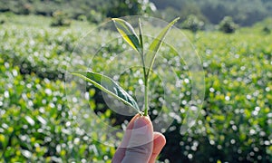 Unique background with fresh green tea leaves, tea hill. tea production part 2