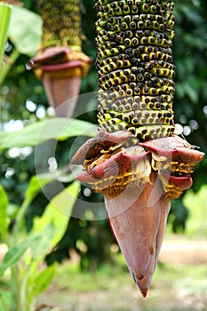 Unique banana