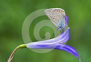 Polyommatus semiargus , The Mazarine blue butterfly , butterflies of Iran photo