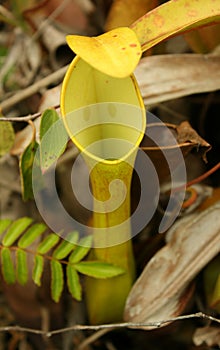 Unique Beautiful Pitcher Plant photo