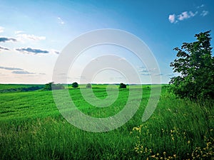 The unique beauty of green fields.