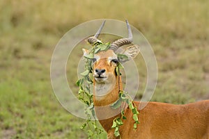 Unique Behavior from a Ugandan Kob