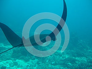 Unique Black Manta Ray