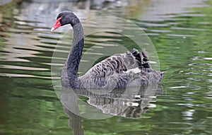 Unique black swan in a lake, high definition photo of this wonderful avian in south america.