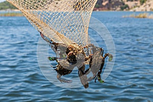 Unique blue crabs. Fishing on Dalyan river, Turkey photo