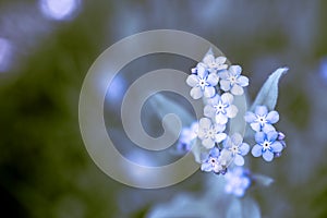 Unique blue forget-me-not flowers close up