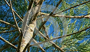 Unique branches of tree photo