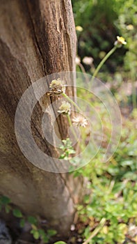 Unique log texture and gorgeous wildflowers