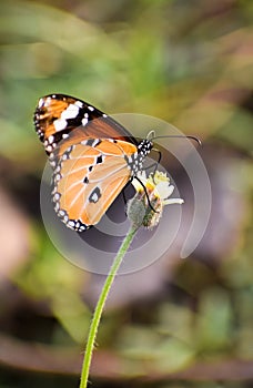 Unique Butterfly on a flower