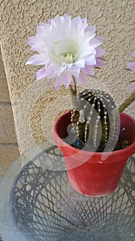 Cactus flower blooming once a year photo