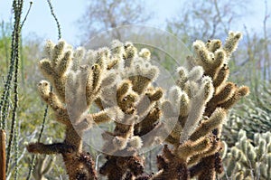 Unique cactus in the desert