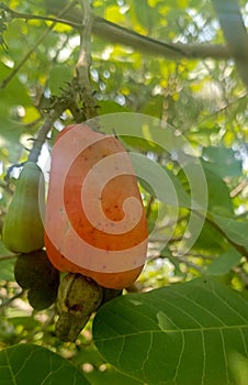 Unique cashew fruit