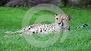 Unique cheetah in a green grass hill, high definition photo of this wonderful mammal in south africa.