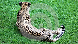 Unique cheetah in a green grass hill, high definition photo of this wonderful mammal in south africa.