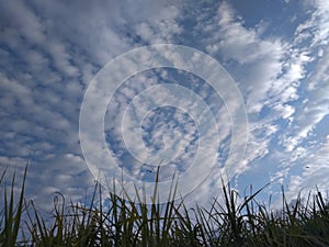 A unique close up of a charming view of a flawless pattern of clusters of white clouds