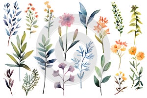 A Unique Collection of Watercolor flower and leaves
