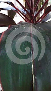 unique color that mixes green and dark red photo