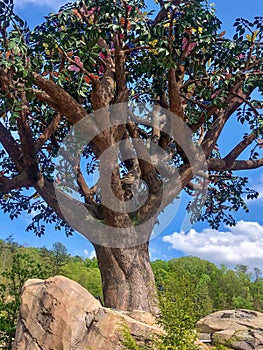 Unique and creative butterfly tree art