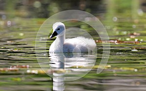 Unique cygnet baby swan in a lake, high definition photo of this wonderful avian in south america.