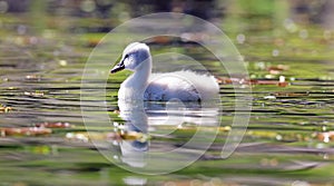 Unique cygnet baby swan in a lake, high definition photo of this wonderful avian in south america.