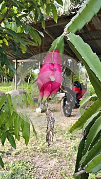 Unique dragon fruit Stem.