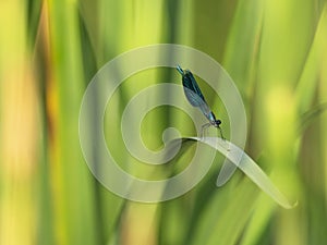 Unique dragonfly close-up sits on the stem. Nature background