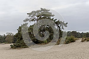 Unique Dutch natural phenomenon of sandbank drift plain.