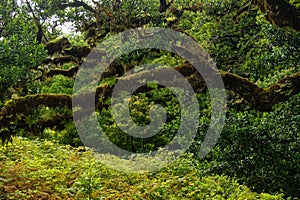 Unique and enchanting Fanal Forest, Madeira, Portugal