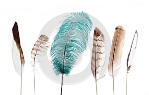 Unique feather