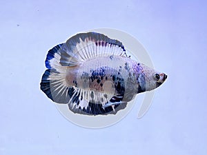 Unique fish