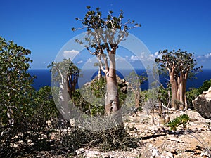 Unique flora of Socotra Island