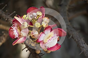 Unique Flower Blooms on Spiked Plant