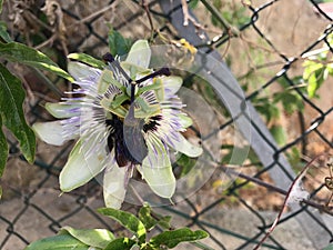 Unique flower in Campo nell`Elba, Elba Island, Italy