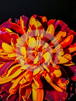 Unique flower with red and yellow petals.Super Macro shot of beautiful multicolored flower