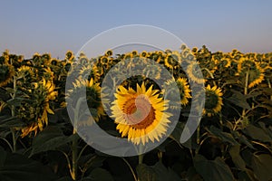 Unique flower on the sunflowers field