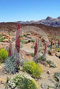 Unique flowers in Tenerife