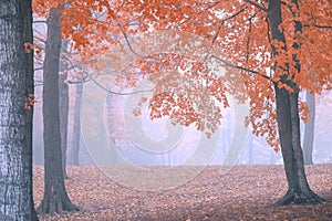 Unique Foggy Autumn Forest Background