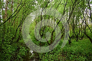 Unique forest. Birch grove. The branches of deciduous trees bent over the wet forest road. Water. Green grass. Cloudy