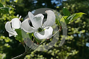 Unique four petal white flowers of Flowering Dogwood tree, latin name Cornus Florida