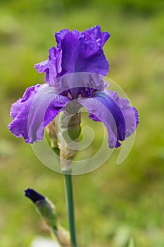 Beautiful garden and Iris Lilly  the Giardino delll`Iris in Florence Italy