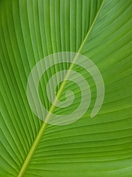 Unique Green Banana Leaf photo