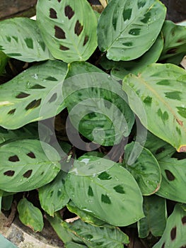 Unique green leave in front of house